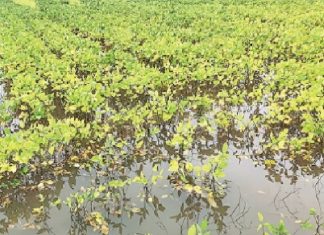 अती पावसामुळे शेतकऱ्यांचे मोठे नुकसान – कपाशी, सोयाबीन, तुर पिके पाण्याखाली