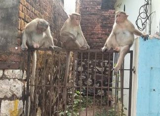 वडगाव येथे माकडांचा हैदोस – वन विभागाने दाखवले पोलिसांचे दार!