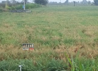 चणा पिकावर रोगाचा प्रादुर्भाव; पिक पिवळेपडू लागल्याने शेतकरी चिंतेत