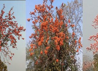 वसंत ऋतूच्या स्वागतासाठी पळस फुलला; रंगोत्सवाला सुरुवात