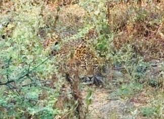 बिबट्याचा मुक्काम अन् सेलूत खळबळ.!